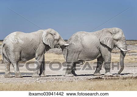 "African Elephant (Loxodonta africana) bulls in front of Newbroni waterhole, Etosha National Park, Namibia, Africa" View Large Photo Image Stock Image - "African Elephant (Loxodonta africana) bulls in front of Newbroni waterhole, Etosha National Park, Namibia, Africa". Fotosearch