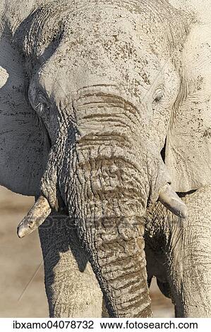 "African Elephant (Loxodonta africana), adult bull, Etosha National Park, Namibia, Africa" View Large Photo Image Stock Image - "African Elephant (Loxodonta africana), adult bull, Etosha National Park, Namibia, Africa". Fotosearch