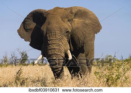 "African Elephant (Loxodonta africana), Kruger National Park, South Africa, Africa" View Large Photo Image Stock Image - "African Elephant (Loxodonta africana), Kruger National Park, South Africa, Africa". Fotosearch