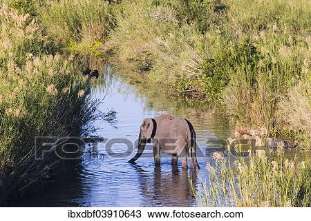 "African Elephant (Loxodonta africana) drinking at a river, Kruger National Park, South Africa, Africa" View Large Photo Image Stock Image - "African Elephant (Loxodonta africana) drinking at a river, Kruger National Park, South Africa, Africa". Fotosearch