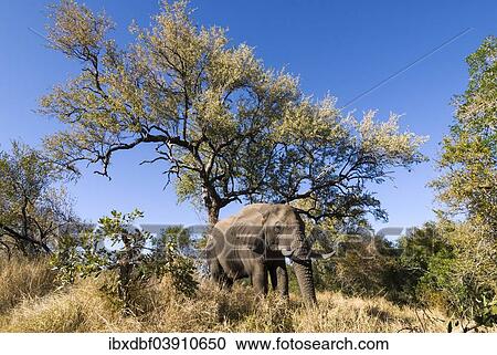 "African Elephant (Loxodonta africana), Kruger National Park, South Africa, Africa" View Large Photo Image Stock Image - "African Elephant (Loxodonta africana), Kruger National Park, South Africa, Africa". Fotosearch