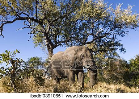 "African Elephant (Loxodonta africana), Kruger National Park, South Africa, Africa" View Large Photo Image Stock Image - "African Elephant (Loxodonta africana), Kruger National Park, South Africa, Africa". Fotosearch