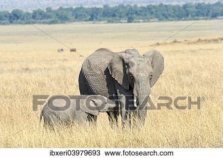 "African Elephant (Loxodonta africana), cow with calf, Maasai Mara, Kenya, Africa" View Large Photo Image Stock Image - "African Elephant (Loxodonta africana), cow with calf, Maasai Mara, Kenya, Africa". Fotosearch