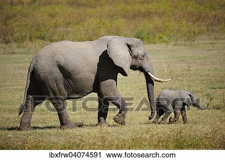 "African Elephant (Loxodonta africana), female with young, South Luangwa National Park, Zambia, Africa" View Large Photo Image Stock Image - "African Elephant (Loxodonta africana), female with young, South Luangwa National Park, Zambia, Africa". Fotosearch