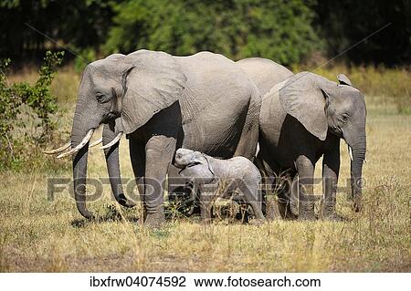"African Elephant (Loxodonta africana) family with young animals, South Luangwa National Park, Zambia, Africa" View Large Photo Image Stock Image - "African Elephant (Loxodonta africana) family with young animals, South Luangwa National Park, Zambia, Africa". Fotosearch
