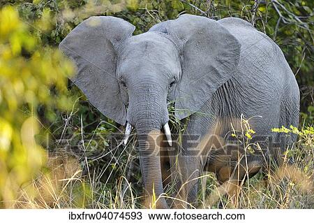"African Elephant (Loxodonta africana) feeding in the bushes, South Luangwa National Park, Zambia, Africa" View Large Photo Image Stock Image - "African Elephant (Loxodonta africana) feeding in the bushes, South Luangwa National Park, Zambia, Africa". Fotosearch