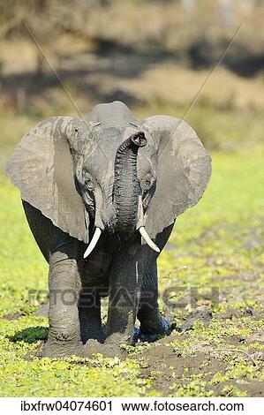 "African Elephant (Loxodonta africana), adolescent, threatening, South Luangwa National Park, Zambia, Africa" View Large Photo Image Stock Image - "African Elephant (Loxodonta africana), adolescent, threatening, South Luangwa National Park, Zambia, Africa". Fotosearch