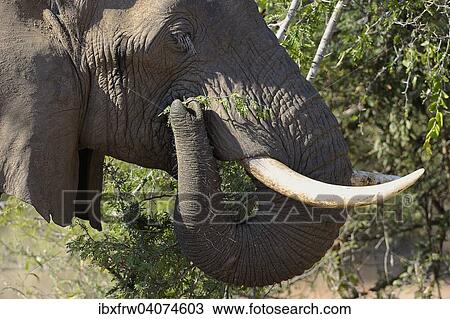 Stock Image - "African Elephant (Loxodonta africana), portrait, feeding, South Luangwa National Park, Zambia, Africa". Fotosearch