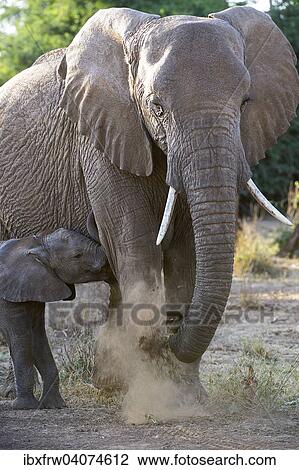 Stock Image - "African Elephant (Loxodonta africana), female with young, Samburu National Reserve, Kenya, Africa". Fotosearch