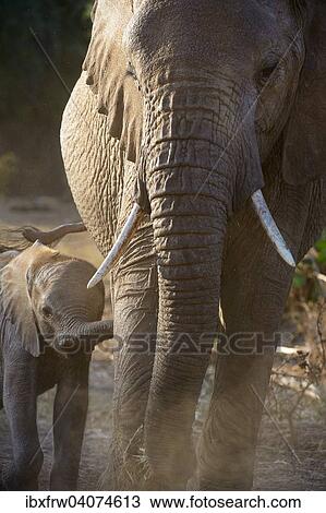 Stock Image - "African Elephant (Loxodonta africana), female with young, Samburu National Reserve, Kenya, Africa". Fotosearch