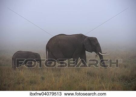 "African Elephant (Loxodonta africana), bull with young, feeding, in the fog, Maasai Mara, Kenya, Africa" View Large Photo Image Stock Image - "African Elephant (Loxodonta africana), bull with young, feeding, in the fog, Maasai Mara, Kenya, Africa". Fotosearch