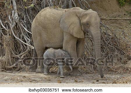 "African elephant (Loxodonta africana), female desert elephant with young standing in the dry riverbed of the Hoanib ephemeral seasonal river, Kaokoveld, Namibia, Africa" View Large Photo Image Stock Image - "African elephant (Loxodonta africana), female desert elephant with young standing in the dry riverbed of the Hoanib ephemeral seasonal river, Kaokoveld, Namibia, Africa". Fotosearch