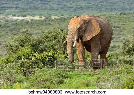 "African Elephant (Loxodonta africana), Addo Elephant National Park, Addo, Eastern Cape, South Africa, Africa" View Large Photo Image Stock Image - "African Elephant (Loxodonta africana), Addo Elephant National Park, Addo, Eastern Cape, South Africa, Africa". Fotosearch