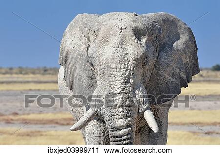 Stock Image - "African Elephant (Loxodonta africana), adult male covered with dry mud, Etosha National Park, Namibia, Africa". Fotosearch