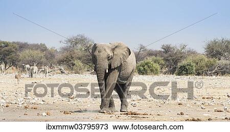 "African Elephant (Loxodonta africana), Etosha National Park, Namibia, Africa" View Large Photo Image Stock Image - "African Elephant (Loxodonta africana), Etosha National Park, Namibia, Africa". Fotosearch