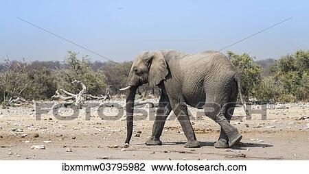 "African Elephant (Loxodonta africana), Etosha National Park, Namibia, Africa" View Large Photo Image Stock Image - "African Elephant (Loxodonta africana), Etosha National Park, Namibia, Africa". Fotosearch