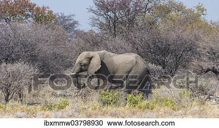 "African Elephant (Loxodonta africana), bull walking through the brush, Etosha National Park, Namibia, Africa" View Large Photo Image Stock Image - "African Elephant (Loxodonta africana), bull walking through the brush, Etosha National Park, Namibia, Africa". Fotosearch