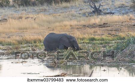 "African Elephant (Loxodonta africana) standing in water drinking, Homob water hole, Etosha National Park, Namibia, Africa" View Large Photo Image Stock Image - "African Elephant (Loxodonta africana) standing in water drinking, Homob water hole, Etosha National Park, Namibia, Africa". Fotosearch