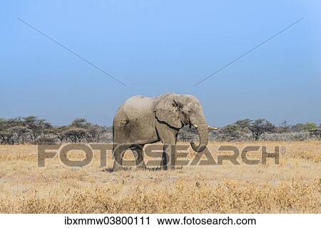 Stock Image - "African Elephant (Loxodonta africana), bull elephant, Etosha National Park, Namibia, Africa". Fotosearch