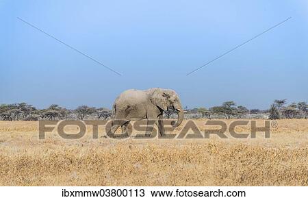 "African Elephant (Loxodonta africana), bull elephant, Etosha National Park, Namibia, Africa" View Large Photo Image Stock Image - "African Elephant (Loxodonta africana), bull elephant, Etosha National Park, Namibia, Africa". Fotosearch