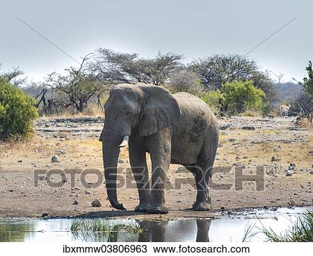 Stock Image - "African Elephant (Loxodonta africana) at the waterhole, Etosha National Park, Koinachas waterhole, Namibia, Africa". Fotosearch