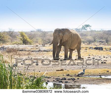 "African Elephant (Loxodonta africana) walking to the water hole, Etosha National Park, Koinachas waterhole, Namibia, Africa" View Large Photo Image Stock Image - "African Elephant (Loxodonta africana) walking to the water hole, Etosha National Park, Koinachas waterhole, Namibia, Africa". Fotosearch
