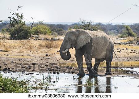 "African Elephant (Loxodonta africana) drinking in the water, Etosha National Park, Koinachas waterhole, Namibia, Africa" View Large Photo Image Stock Image - "African Elephant (Loxodonta africana) drinking in the water, Etosha National Park, Koinachas waterhole, Namibia, Africa". Fotosearch