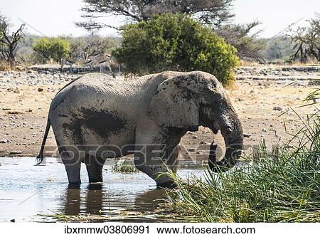 "African Elephant (Loxodonta africana) drinking in the water, Etosha National Park, Koinachas waterhole, Namibia, Africa" View Large Photo Image Stock Image - "African Elephant (Loxodonta africana) drinking in the water, Etosha National Park, Koinachas waterhole, Namibia, Africa". Fotosearch