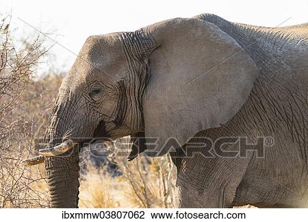 "African Elephant (Loxodonta africana), Etosha National Park, Namibia, Africa" View Large Photo Image Stock Image - "African Elephant (Loxodonta africana), Etosha National Park, Namibia, Africa". Fotosearch