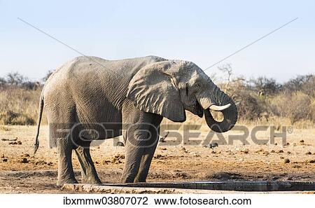 "African Elephant (Loxodonta africana) drinking at water hole, Etosha National Park, Tsumcor waterhole, Namibia, Africa" View Large Photo Image Stock Image - "African Elephant (Loxodonta africana) drinking at water hole, Etosha National Park, Tsumcor waterhole, Namibia, Africa". Fotosearch