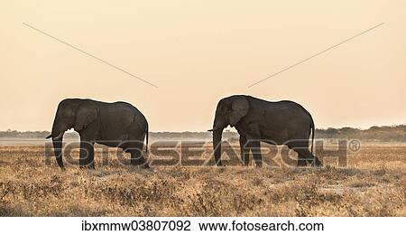 "African Elephant (Loxodonta africana), Etosha National Park, Namibia, Africa" View Large Photo Image Stock Image - "African Elephant (Loxodonta africana), Etosha National Park, Namibia, Africa". Fotosearch