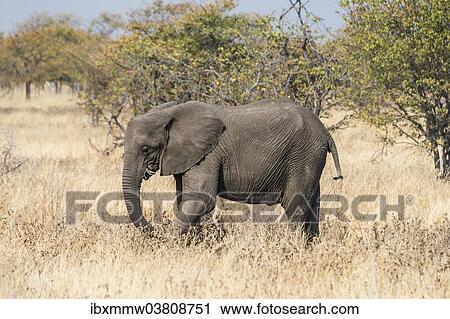 "African Elephant (Loxodonta africana) feeding, Etosha National Park, Namibia, Africa" View Large Photo Image Stock Image - "African Elephant (Loxodonta africana) feeding, Etosha National Park, Namibia, Africa". Fotosearch