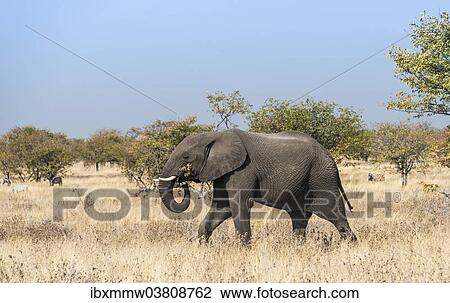 Stock Image - "African Elephant (Loxodonta africana) moving through dry bushland,, Etosha National Park, Namibia, Africa". Fotosearch