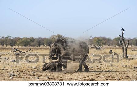 "African Elephant (Loxodonta africana) adult with playful calf taking a dust bath, Rietfontein waterhole, Etosha National Park, Namibia, Africa" View Large Photo Image Stock Image - "African Elephant (Loxodonta africana) adult with playful calf taking a dust bath, Rietfontein waterhole, Etosha National Park, Namibia, Africa". Fotosearch