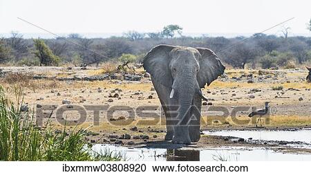 "African Elephant (Loxodonta africana) standing at the water, Etosha National Park, water point Koinachas, Namibia, Africa" View Large Photo Image Stock Image - "African Elephant (Loxodonta africana) standing at the water, Etosha National Park, water point Koinachas, Namibia, Africa". Fotosearch