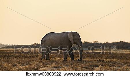 Stock Image - "African Elephant (Loxodonta africana) walking through the dry grasslands,, Etosha National Park, Namibia, Africa". Fotosearch