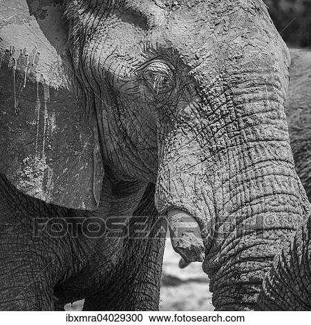 "African Elephant (Loxodonta africana) with a broken tusk, covered in mud, Ghoha Hills, Chobe National Park, Botswana, Africa" View Large Photo Image Stock Image - "African Elephant (Loxodonta africana) with a broken tusk, covered in mud, Ghoha Hills, Chobe National Park, Botswana, Africa". Fotosearch