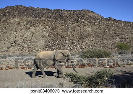 "African Elephant (Loxodonta africana), desert elephant, Damaraland, Kunene Region, Namibia, Africa" View Large Photo Image Stock Image - "African Elephant (Loxodonta africana), desert elephant, Damaraland, Kunene Region, Namibia, Africa". Fotosearch