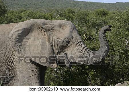 Stock Image - "African Elephant (Loxodonta africana), Addo Elephant National Park, Eastern Cape, South Africa, Africa". Fotosearch