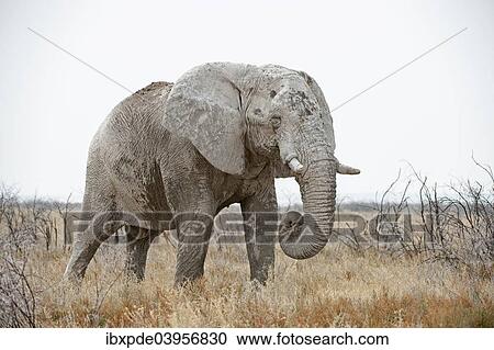 "African Elephant (Loxodonta africana), bull standing in grasslands, Etosha National Park, Namibia, Africa" View Large Photo Image Stock Image - "African Elephant (Loxodonta africana), bull standing in grasslands, Etosha National Park, Namibia, Africa". Fotosearch