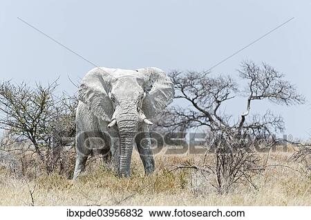 "African Elephant (Loxodonta africana), bull, Etosha National Park, Namibia, Africa" View Large Photo Image Stock Image - "African Elephant (Loxodonta africana), bull, Etosha National Park, Namibia, Africa". Fotosearch