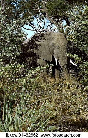 "African elephant (Loxodonta africana), Okavango Delta, Botswana, Africa" View Large Photo Image Stock Image - "African elephant (Loxodonta africana), Okavango Delta, Botswana, Africa". Fotosearch