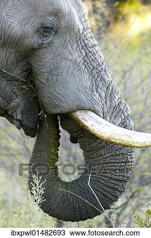 Stock Image - "African elephant (Loxodonta africana), Okavango Delta, Botswana, Africa". Fotosearch