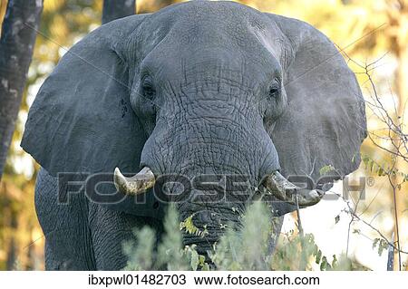 Stock Image - "African elephant (Loxodonta africana), Okavango Delta, Botswana, Africa". Fotosearch