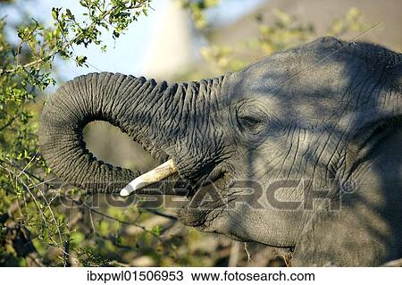 "African elephant (Loxodonta africana), Okavango Delta, Botswana, Africa" View Large Photo Image Stock Image - "African elephant (Loxodonta africana), Okavango Delta, Botswana, Africa". Fotosearch