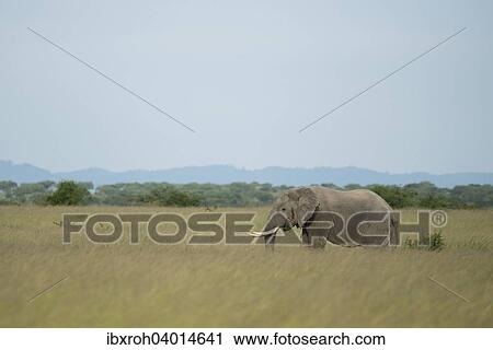 "African Elephant (Loxodonta africana), Queen Elizabeth National Park, Uganda, Africa" View Large Photo Image Stock Image - "African Elephant (Loxodonta africana), Queen Elizabeth National Park, Uganda, Africa". Fotosearch