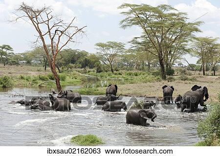 "African elephant (Loxodonta africana), herd bathing at a waterhole near Seronera, savannah, Serengeti National Park, Tanzania, East Africa, Africa" View Large Photo Image Stock Image - "African elephant (Loxodonta africana), herd bathing at a waterhole near Seronera, savannah, Serengeti National Park, Tanzania, East Africa, Africa". Fotosearch