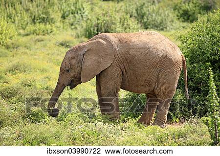 "African Elephant (Loxodonta africana), young feeding, foraging, Addo Elephant National Park, Eastern Cape, South Africa, Africa" View Large Photo Image Stock Image - "African Elephant (Loxodonta africana), young feeding, foraging, Addo Elephant National Park, Eastern Cape, South Africa, Africa". Fotosearch