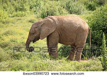 "African Elephant (Loxodonta africana), young feeding, foraging, Addo Elephant National Park, Eastern Cape, South Africa, Africa" View Large Photo Image Stock Image - "African Elephant (Loxodonta africana), young feeding, foraging, Addo Elephant National Park, Eastern Cape, South Africa, Africa". Fotosearch