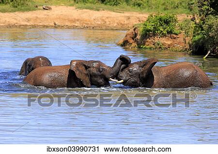 Stock Image - "African elephant (Loxodonta africana) elephants bathing in the water, social behavior, Addo Elephant National Park, Eastern Cape, South Africa, Africa". Fotosearch